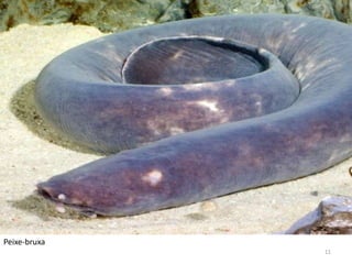 Peixe-bruxa
              11
 