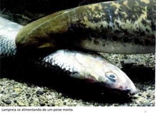 Lampreia se alimentando de um peixe morto.   15
 
