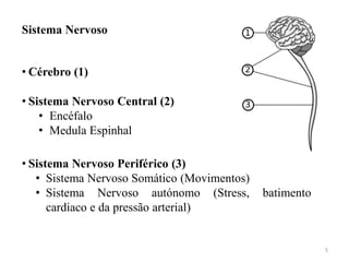 Sistema Nervoso


• Cérebro (1)

• Sistema Nervoso Central (2)
    • Encéfalo
    • Medula Espinhal

• Sistema Nervoso Periférico (3)
   • Sistema Nervoso Somático (Movimentos)
   • Sistema Nervoso autónomo (Stress,       batimento
      cardiaco e da pressão arterial)


                                                         5
 