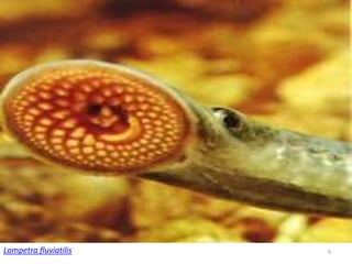 Lampetra fluviatilis   9
 