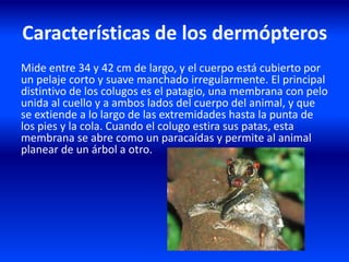 Características de los dermópteros
Mide entre 34 y 42 cm de largo, y el cuerpo está cubierto por
un pelaje corto y suave manchado irregularmente. El principal
distintivo de los colugos es el patagio, una membrana con pelo
unida al cuello y a ambos lados del cuerpo del animal, y que
se extiende a lo largo de las extremidades hasta la punta de
los pies y la cola. Cuando el colugo estira sus patas, esta
membrana se abre como un paracaídas y permite al animal
planear de un árbol a otro.
 