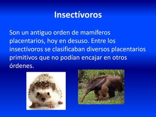 Insectívoros
Son un antiguo orden de mamíferos
placentarios, hoy en desuso. Entre los
insectívoros se clasificaban diversos placentarios
primitivos que no podían encajar en otros
órdenes.
 