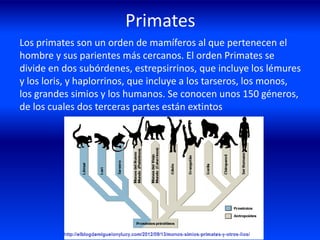 Primates
Los primates son un orden de mamíferos al que pertenecen el
hombre y sus parientes más cercanos. El orden Primates se
divide en dos subórdenes, estrepsirrinos, que incluye los lémures
y los loris, y haplorrinos, que incluye a los tarseros, los monos,
los grandes simios y los humanos. Se conocen unos 150 géneros,
de los cuales dos terceras partes están extintos
 