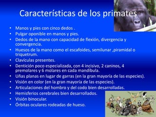 Características de los primates
• Manos y pies con cinco dedos .
• Pulgar oponible en manos y pies.
• Dedos de la mano con capacidad de flexión, divergencia y
convergencia.
• Huesos de la mano como el escafoides, semilunar ,piramidal o
triquetrum.
• Clavículas presentes.
• Dentición poco especializada, con 4 incisivo, 2 caninos, 4
premolares y 6 molares en cada mandíbula.
• Uñas planas en lugar de garras (en la gran mayoría de las especies).
• Visión en color (en la gran mayoría de las especies).
• Articulaciones del hombro y del codo bien desarrolladas.
• Hemisferios cerebrales bien desarrollados.
• Visión binocular.
• Órbitas oculares rodeadas de hueso.
 