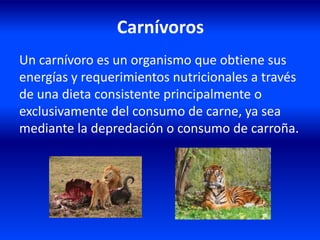 Carnívoros
Un carnívoro es un organismo que obtiene sus
energías y requerimientos nutricionales a través
de una dieta consistente principalmente o
exclusivamente del consumo de carne, ya sea
mediante la depredación o consumo de carroña.
 