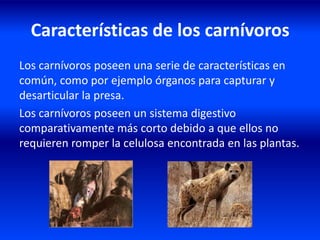 Características de los carnívoros
Los carnívoros poseen una serie de características en
común, como por ejemplo órganos para capturar y
desarticular la presa.
Los carnívoros poseen un sistema digestivo
comparativamente más corto debido a que ellos no
requieren romper la celulosa encontrada en las plantas.
 