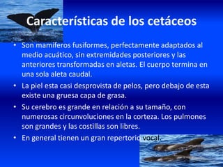 Características de los cetáceos
• Son mamíferos fusiformes, perfectamente adaptados al
medio acuático, sin extremidades posteriores y las
anteriores transformadas en aletas. El cuerpo termina en
una sola aleta caudal.
• La piel esta casi desprovista de pelos, pero debajo de esta
existe una gruesa capa de grasa.
• Su cerebro es grande en relación a su tamaño, con
numerosas circunvoluciones en la corteza. Los pulmones
son grandes y las costillas son libres.
• En general tienen un gran repertorio vocal.
 