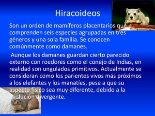 Hiracoideos
Son un orden de mamíferos placentarios que
comprenden seis especies agrupadas en tres
géneros y una sola familia. Se conocen
comúnmente como damanes.
Aunque los damanes guardan cierto parecido
externo con roedores como el conejo de Indias, en
realidad son ungulados primitivos. Actualmente se
consideran como los parientes vivos más próximos
a los elefantes y los manatíes, pese a que su
aspecto físico sea muy diferente, debido a la
evolución divergente.
 