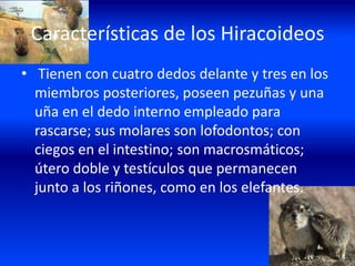 Características de los Hiracoideos
• Tienen con cuatro dedos delante y tres en los
miembros posteriores, poseen pezuñas y una
uña en el dedo interno empleado para
rascarse; sus molares son lofodontos; con
ciegos en el intestino; son macrosmáticos;
útero doble y testículos que permanecen
junto a los riñones, como en los elefantes.
 