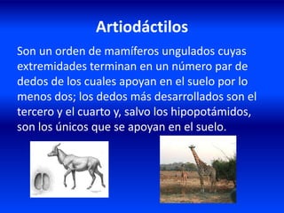 Artiodáctilos
Son un orden de mamíferos ungulados cuyas
extremidades terminan en un número par de
dedos de los cuales apoyan en el suelo por lo
menos dos; los dedos más desarrollados son el
tercero y el cuarto y, salvo los hipopotámidos,
son los únicos que se apoyan en el suelo.
 