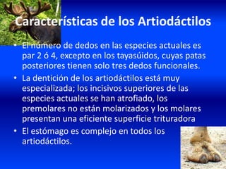 Características de los Artiodáctilos
• El número de dedos en las especies actuales es
par 2 ó 4, excepto en los tayasúidos, cuyas patas
posteriores tienen solo tres dedos funcionales.
• La dentición de los artiodáctilos está muy
especializada; los incisivos superiores de las
especies actuales se han atrofiado, los
premolares no están molarizados y los molares
presentan una eficiente superficie trituradora
• El estómago es complejo en todos los
artiodáctilos.
 