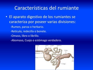Características del rumiante
• El aparato digestivo de los rumiantes se
caracteriza por poseer varias divisiones:
-Rumen, panza o herbario.
-Retículo, redecilla o bonete.
-Omaso, libro o librillo.
-Abomaso, Cuajo o estómago verdadero.
 