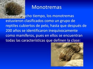 Monotremas
Durante mucho tiempo, los monotremas
estuvieron clasificados como un grupo de
reptiles cubiertos de pelo, hasta que después de
200 años se identificaron inequívocamente
como mamíferos, pues en ellos se encuentran
todas las características que definen la clase:
 