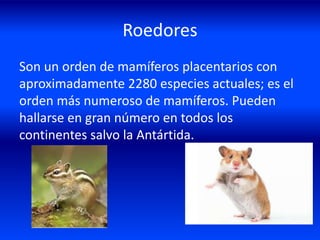 Roedores
Son un orden de mamíferos placentarios con
aproximadamente 2280 especies actuales; es el
orden más numeroso de mamíferos. Pueden
hallarse en gran número en todos los
continentes salvo la Antártida.
 