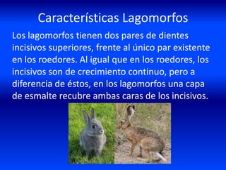 Características Lagomorfos
Los lagomorfos tienen dos pares de dientes
incisivos superiores, frente al único par existente
en los roedores. Al igual que en los roedores, los
incisivos son de crecimiento continuo, pero a
diferencia de éstos, en los lagomorfos una capa
de esmalte recubre ambas caras de los incisivos.
 