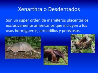 Xenarthra o Desdentados
Son un súper orden de mamíferos placentarios
exclusivamente americanos que incluyen a los
osos hormigueros, armadillos y perezosos.
 