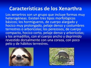 Características de los Xenarthra
Los xenartros son un grupo que incluye formas muy
heterogéneas. Existen tres tipos morfológicos
básicos; los hormigueros, de cuerpo alargado y
hocico muy prolongado, pelaje denso y costumbres
terrestres o arborícolas; los perezosos, de cuerpo
compacto, hocico corto, pelaje denso y arborícolas;
y los armadillos, con el cuerpo ancho y deprimido
revestido dorsalmente con una coraza, con poco
pelo y de hábitos terrestres.
 