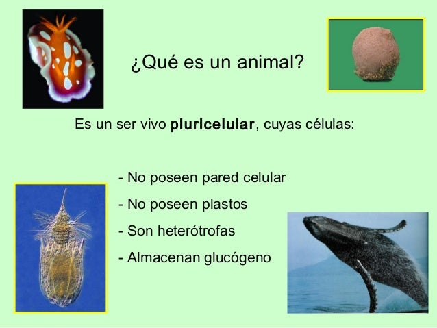 Descargar libro gratis pdf espanol hickman zoologia para