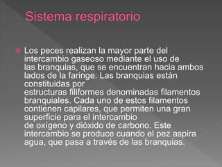  Los peces realizan la mayor parte del
intercambio gaseoso mediante el uso de
las branquias, que se encuentran hacia ambos
lados de la faringe. Las branquias están
constituidas por
estructuras filiformes denominadas filamentos
branquiales. Cada uno de estos filamentos
contienen capilares, que permiten una gran
superficie para el intercambio
de oxígeno y dióxido de carbono. Este
intercambio se produce cuando el pez aspira
agua, que pasa a través de las branquias.
 