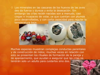  Los minerales en las cascaras de los huevos de las aves
des da fuerza y dureza y evita la desecación. Sin
embargo las crías recién nacidas son a menudo, casi
ciegas e incapaces de volar, ya que cuentan con plumas
poco desarrolladas, y con corta capacidad para regular la
temperatura baja.
Muchas especies muestran complejas conductas parentales
y de construcción de nidos; muchas veces en relación con
esto se presentan los rituales de formación de la pareja y
de apareamiento, que ayudan a asegurar que las crías no
tendrán solo un adulto para cuidarlos sino dos.
 