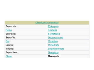 Clasificación científica
Superreino: Eukaryota
Reino: Animalia
Subreino: Eumetazoa
Superfilo: Deuterostomia
Filo: Chordata
Subfilo: Vertebrata
Infrafilo: Gnathostomata
Superclase: Tetrapoda
Clase: Mammalia
 