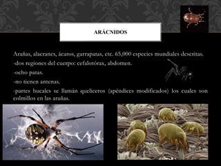 ARÁCNIDOS
Arañas, alacranes, ácaros, garrapatas, etc. 65,000 especies mundiales descritas.
-dos regiones del cuerpo: cefalotórax, abdomen.
-ocho patas.
-no tienen antenas.
-partes bucales se llamán queliceros (apéndices modificados) los cuales son
colmillos en las arañas.
 