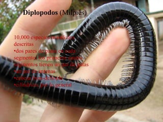 2,800 especies mundiales descritas
cabeza bien definida.
primer par de patas modificadas para envenenación.
aplanado de arriba abajo.
un par de patas en cada segmento.
un par de antenas.
QUILÓPODOS (CIEMPIÉS)
Diplopodos (Milpiés)
10,000 especies mundiales
descritas
•dos pares de patas en cada
segmento; los primeros cuatro
segmentos tienen un par de patas
•un par de antenas
•cabeza bien-definida
•cilíndrico, por lo general
 