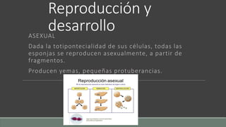 Reproducción y
desarrolloASEXUAL
Dada la totipontecialidad de sus células, todas las
esponjas se reproducen asexualmente, a partir de
fragmentos.
Producen yemas, pequeñas protuberancias.
 