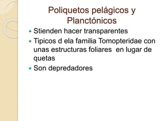 Poliquetos pelágicos y
Planctónicos
 Stienden hacer transparentes
 Tipicos d ela familia Tomopteridae con
unas estructuras foliares en lugar de
quetas
 Son depredadores
 