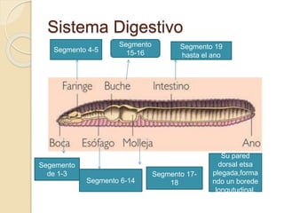 Sistema Digestivo
Segmento 4-5
Segmento
15-16
Segmento 19
hasta el ano
Segemento
de 1-3
Segmento 6-14
Segmento 17-
18
Su pared
dorsal etsa
plegada,forma
ndo un borede
longutudinal,
 