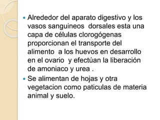  Alrededor del aparato digestivo y los
vasos sanguineos dorsales esta una
capa de células clorogógenas
proporcionan el transporte del
alimento a los huevos en desarrollo
en el ovario y efectúan la liberación
de amoniaco y urea .
 Se alimentan de hojas y otra
vegetacion como paticulas de materia
animal y suelo.
 