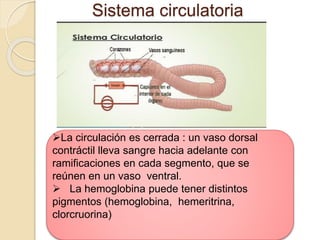 Sistema circulatoria
La circulación es cerrada : un vaso dorsal
contráctil lleva sangre hacia adelante con
ramificaciones en cada segmento, que se
reúnen en un vaso ventral.
 La hemoglobina puede tener distintos
pigmentos (hemoglobina, hemeritrina,
clorcruorina)
 