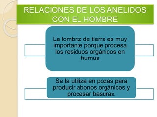 RELACIONES DE LOS ANELIDOS
CON EL HOMBRE
La lombriz de tierra es muy
importante porque procesa
los residuos orgánicos en
humus
Se la utiliza en pozas para
producir abonos orgánicos y
procesar basuras.
 