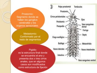 Prostomio:
Segmento donde se
hallan los ganglios
cerebrales y los
órganos sensoriales.
Metastomio:
Conformado por el
resto de segmentos
Pigidio:
es la estructura final donde
se encuentra el ano y
presenta dos o tres cirros
anales, que en algunos
casos son modificados
como estructura de fijación
 