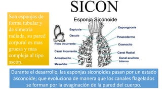 SICONSon esponjas de
forma tubular y
de simetría
radiada, su pared
corporal es mas
gruesa y mas
compleja al tipo
ascón.
Durante el desarrollo, las esponjas siconoides pasan por un estado
asconoide; que evoluciona de manera que los canales flagelados
se forman por la evaginación de la pared del cuerpo.
 