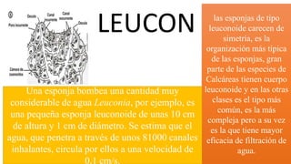 LEUCON las esponjas de tipo
leuconoide carecen de
simetría, es la
organización más típica
de las esponjas, gran
parte de las especies de
Calcáreas tienen cuerpo
leuconoide y en las otras
clases es el tipo más
común, es la más
compleja pero a su vez
es la que tiene mayor
eficacia de filtración de
agua.
Una esponja bombea una cantidad muy
considerable de agua Leuconia, por ejemplo, es
una pequeña esponja leuconoide de unas 10 cm
de altura y 1 cm de diámetro. Se estima que el
agua, que penetra a través de unos 81000 canales
inhalantes, circula por ellos a una velocidad de
0,1 cm/s.
 