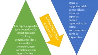 Las esponjas pueden
tener reproducción
sexual mediante
óvulos y
espermatozoides o
asexual por
gemación, pero
normalmente son
hermafroditas.
Dada la
topipotencialida
de sus células
todas las
esponjas
pueden
reproducirse de
forma
asexualmente a
partir de
fragmentos
 