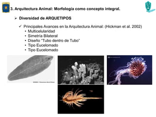 3. Arquitectura Animal: Morfología como concepto integral.
 Diversidad de ARQUETIPOS
 Principales Avances en la Arquitectura Animal: (Hickman et al. 2002)
• Multicelularidad
• Simetría Bilateral
• Diseño “Tubo dentro de Tubo”
• Tipo Eucelomado
• Tipo Eucelomado
 