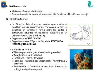 A. Multicelularidad:
• Metazoo =Animal Multicelular
• Avance importante desde el punto de vista funcional =División del trabajo
B. Simetría Animal:
• La Simetría Animal es un carácter que analiza el
equilibrio de las proporciones corporales, o bien el
equilibrio en tamaño y forma entre las partes o
estructuras situadas en los lados opuestos de un
plano (=PLANO DE SIMETRÍA).
• Organismos ASIMÉTRICOS
• Organismos con 3 Tipos de Simetría: ESFÉRICA,
RADIAL y BILATERAL
i. Simetría Esférica:
Planos que contengan el centro de gravedad.
Adaptación a la flotabilidad.
Protozoos, Formas larvarias...
Falta de Polaridad en Organismos Asimétricos y
Esféricos
Polarización = Gradiente de actividad, Inductor de
la Regionalización corporal
 