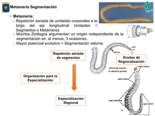Metamería Segmentación
• Metamería:
- Repetición seriada de unidades corporales a lo
largo del eje longitudinal Unidades =
Segmentos o Metámeros
Repetición seriada
de segmentos
Organización para la
Especialización
Especialización
Regional
- Muchos Zoólogos argumentan un origen independiente de la
segmentación en, al menos, 3 ocasiones.
- Mayor potencial evolutivo = Segmentación celoma
Grados de
Regionalización
 