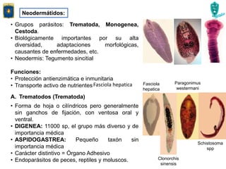Neodermátidos:
• Grupos parásitos: Trematoda, Monogenea,
Cestoda.
• Biológicamente importantes por su alta
diversidad, adaptaciones morfológicas,
causantes de enfermedades, etc.
• Neodermis: Tegumento sincitial
Funciones:
• Protección antienzimática e inmunitaria
• Transporte activo de nutrientes
• Forma de hoja o cilíndricos pero generalmente
sin ganchos de fijación, con ventosa oral y
ventral.
• DIGENEA: 11000 sp, el grupo más diverso y de
importancia médica
• ASPIDOGASTREA: Pequeño taxón sin
importancia médica
• Carácter distintivo = Órgano Adhesivo
• Endoparásitos de peces, reptiles y moluscos.
A. Trematodos (Trematoda)
Fasciola hepatica Fasciola
hepatica
Clonorchis
sinensis
Paragonimus
westermani
Schistosoma
spp
 
