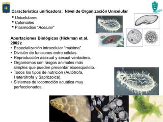 • Unicelulares
• Coloniales
• Plasmodios “Acelular”
Característica unificadora: Nivel de Organización Unicelular
Aportaciones Biológicas (Hickman et al.
2002):
• Especialización intracelular “máxima”.
• División de funciones entre células.
• Reproducción asexual y sexual verdadera.
• Organismos con rasgos animales más
simples que pueden presentar exoesqueleto.
• Todos los tipos de nutrición (Autótrofa,
Heterótrofa y Saprozoica).
• Sistemas de locomoción acuática muy
perfeccionados.
 