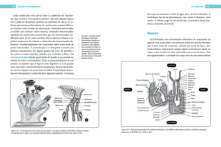 Proctocyle Zoologia-de-Invertebrados-II, visão completa sobre invertebrados | PDF