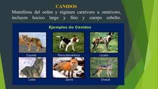 CANIDOS
Mamíferos del orden y régimen carnívoro u omnívoro,
incluyen hocico largo y fino y cuerpo esbelto.
 