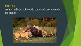 FIERAS
Animal salvaje, sobre todo son carnívoros ejemplo
los leones.
 
