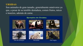 URSIDAS
Son animales de gran tamaño, generalmente omnívoros ya
que, a pesar de su temible dentadura, comen frutos, raíces
e insectos, además de carne.
 