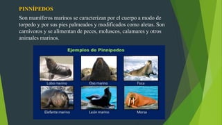 PINNÍPEDOS
Son mamíferos marinos se caracterizan por el cuerpo a modo de
torpedo y por sus pies palmeados y modificados como aletas. Son
carnívoros y se alimentan de peces, moluscos, calamares y otros
animales marinos.
 