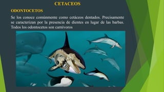CETACEOS
ODONTOCETOS
Se los conoce comúnmente como cetáceos dentados. Precisamente
se caracterizan por la presencia de dientes en lugar de las barbas.
Todos los odontocetos son carnívoros
 