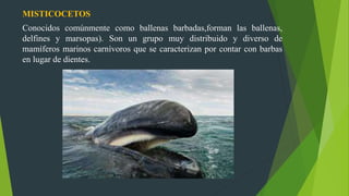 MISTICOCETOS
Conocidos comúnmente como ballenas barbadas,forman las ballenas,
delfines y marsopas). Son un grupo muy distribuido y diverso de
mamíferos marinos carnívoros que se caracterizan por contar con barbas
en lugar de dientes.
 