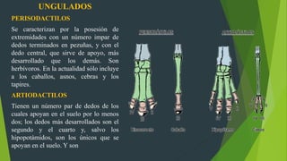 UNGULADOS
PERISODACTILOS
Se caracterizan por la posesión de
extremidades con un número impar de
dedos terminados en pezuñas, y con el
dedo central, que sirve de apoyo, más
desarrollado que los demás. Son
herbívoros. En la actualidad sólo incluye
a los caballos, asnos, cebras y los
tapires.
ARTIODACTILOS
Tienen un número par de dedos de los
cuales apoyan en el suelo por lo menos
dos; los dedos más desarrollados son el
segundo y el cuarto y, salvo los
hipopotámidos, son los únicos que se
apoyan en el suelo. Y son
 